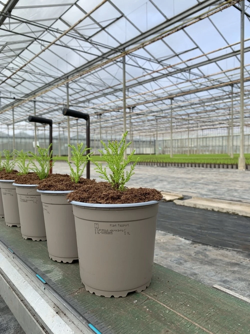 plantenpaspoort